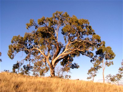 en:Eucalyptus bridgesiana (Apple box ) tree photographed on en:Red Hill, Australian Capital Territory. Family: Myrtaceae Origin/Habitat: NSW to NE Vic, and Gippsland. Foliage: Adult leaves 12-24cm, ta photo