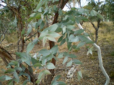 Juvenile leaf, Eucalyptus dives, peppermint gum, piperitone chemovar, Numeralla, New South Wales, Australia.