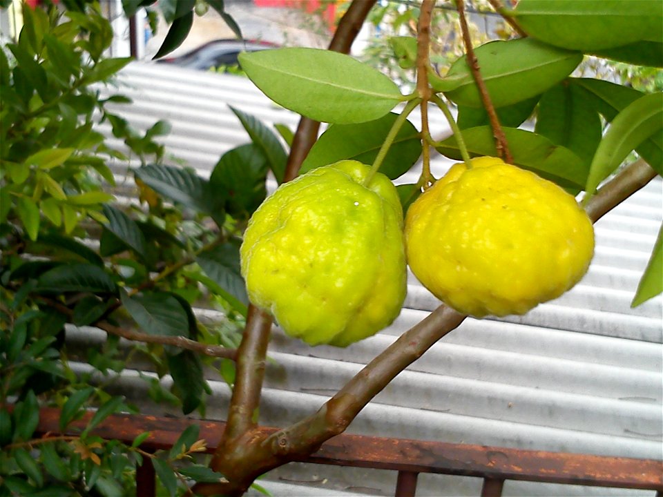 Fruto de Uvaia em fase final de maturação natural