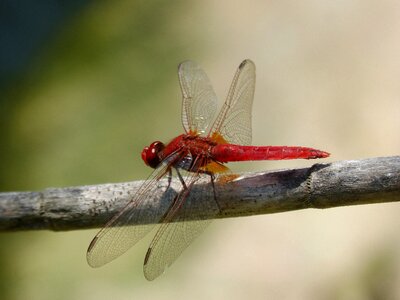 Branch wetland sagnador scarlet photo