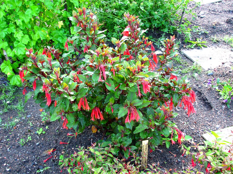 Fuchsia triphylla in Turku botanical garden.