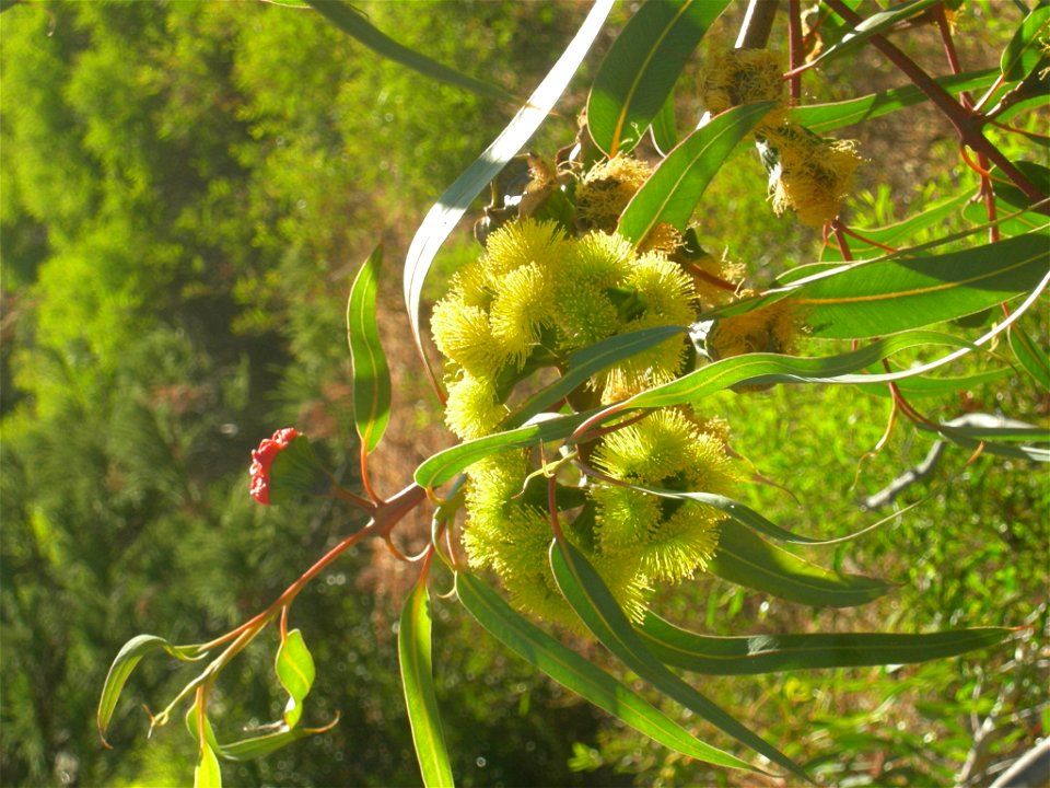 w:Eucalyptus erythrocorys blossom