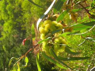 w:Eucalyptus erythrocorys blossom