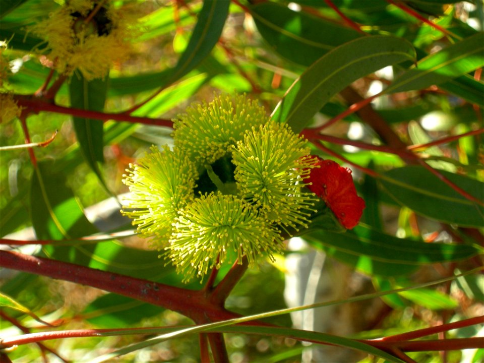 Photograph of Eucalyptus erythrocorys showing a flowering branch.