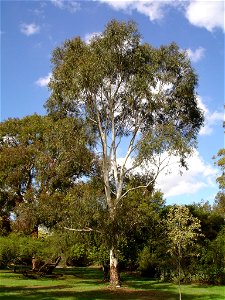 Photographed at Maranoa Gardens, Melbourne, Victoria, Australia by HelloMojo 09:01, 6 April 2007 (UTC) photo