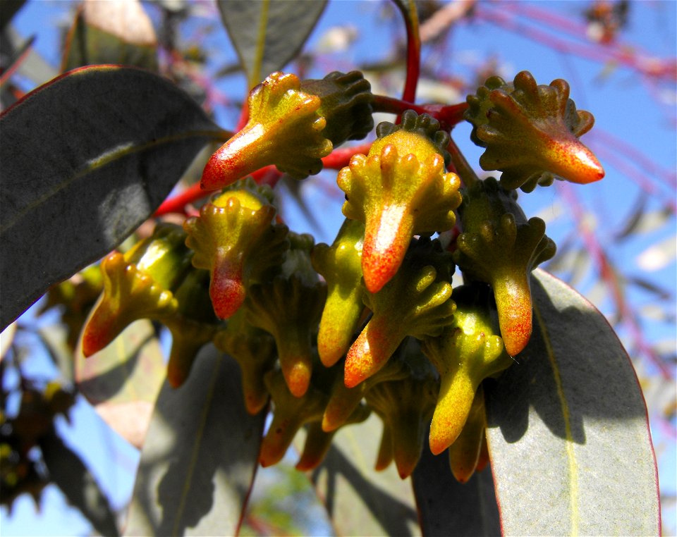 fruits.
In the Water Conservation Garden at Cuyamaca College, El Cajon, San Diego County, California.