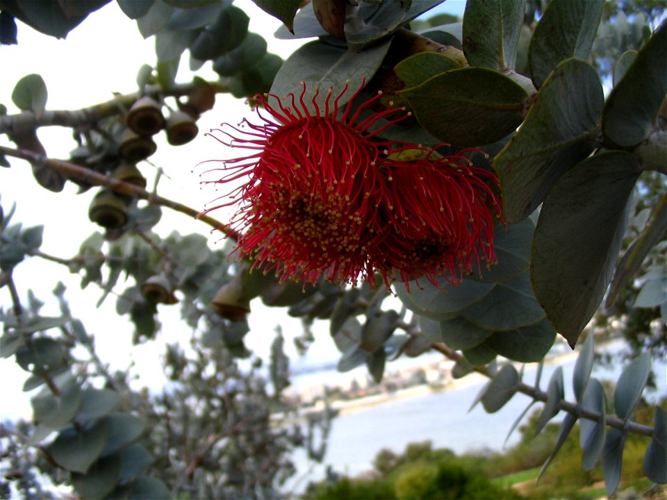 Macro shot of a eucalyptus rhodantha (Rose Mallee) flower in Kings Park, Perth, Australia, with other parts of the plant and some of the Swan River visible in the background.