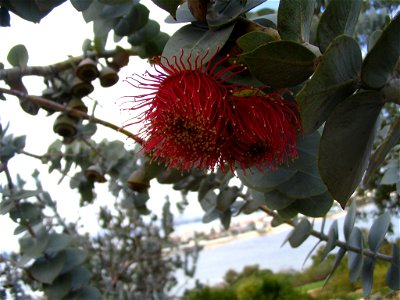 Macro shot of a eucalyptus rhodantha (Rose Mallee) flower in Kings Park, Perth, Australia, with other parts of the plant and some of the Swan River visible in the background.