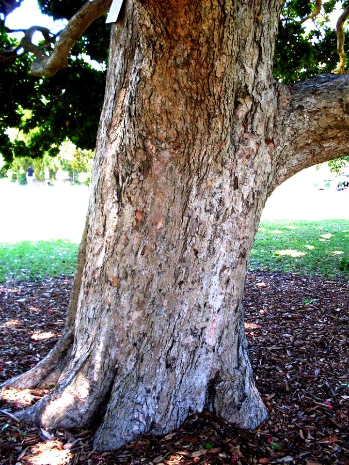 Syzygium moorei trunk, Royal Botanic Gardens, Sydney
