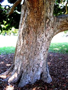 Syzygium moorei trunk, Royal Botanic Gardens, Sydney