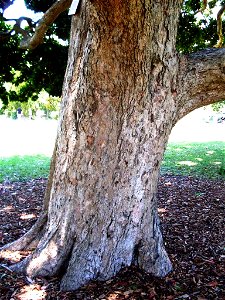 Syzygium moorei trunk, Royal Botanic Gardens, Sydney photo