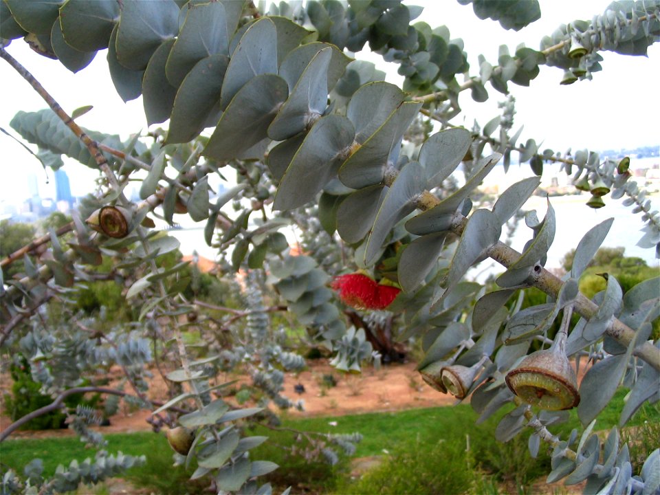 Closeup of leaves of a Eucalyptus rhodantha var. rhodantha plant in Kings Park, Perth, Australia.