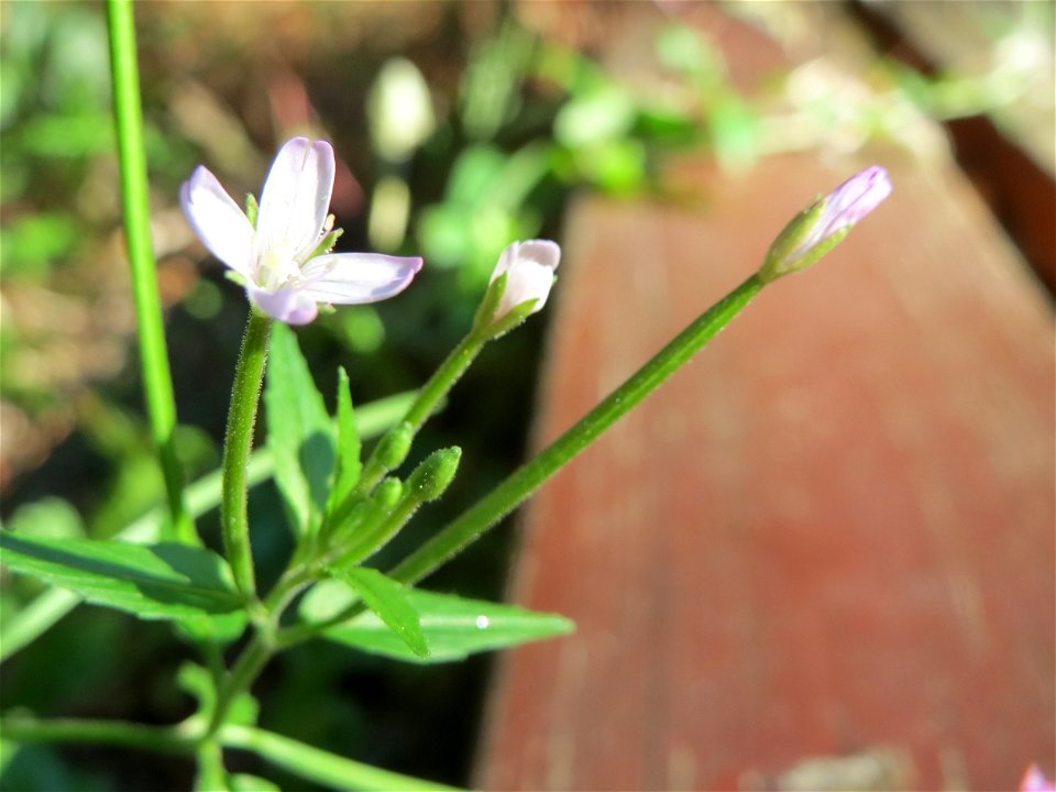 Vierkantiges Weidenröschen (Epilobium tetragonum) an der Freilichtbühne im Deutsch-Französischen Garten in Saarbrücken - die Bühne wird seit Jahren nicht mehr genutzt und findet sich im Zustand des Ve