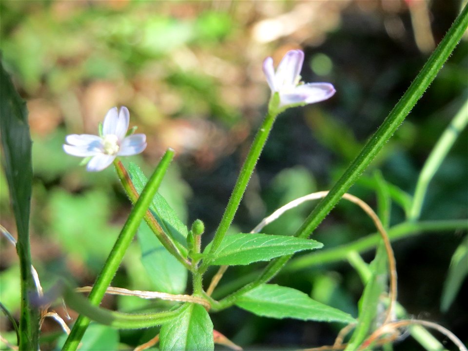 Vierkantiges Weidenröschen (Epilobium tetragonum) an der Freilichtbühne im Deutsch-Französischen Garten in Saarbrücken - die Bühne wird seit Jahren nicht mehr genutzt und findet sich im Zustand des Ve