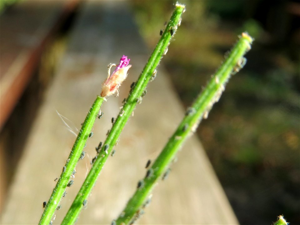 Vierkantiges Weidenröschen (Epilobium tetragonum) an der Freilichtbühne im Deutsch-Französischen Garten in Saarbrücken - die Bühne wird seit Jahren nicht mehr genutzt und findet sich im Zustand des Ve