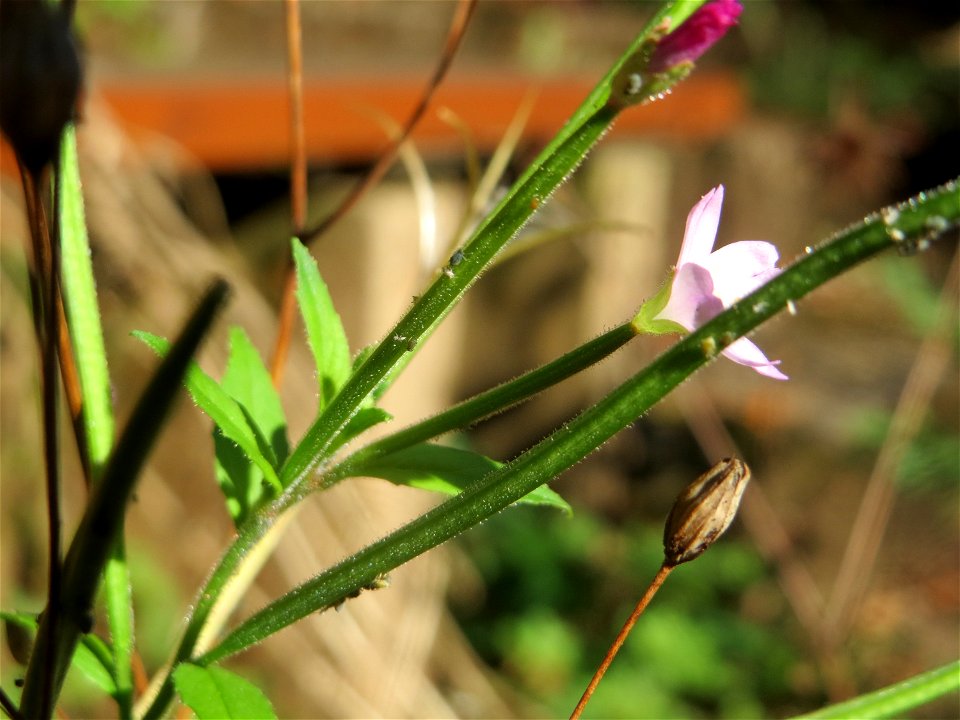 Vierkantiges Weidenröschen (Epilobium tetragonum) an der Freilichtbühne im Deutsch-Französischen Garten in Saarbrücken - die Bühne wird seit Jahren nicht mehr genutzt und findet sich im Zustand des Ve