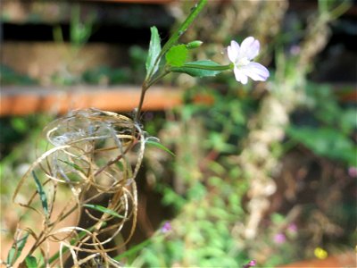 Vierkantiges Weidenröschen (Epilobium tetragonum) an der Freilichtbühne im Deutsch-Französischen Garten in Saarbrücken - die Bühne wird seit Jahren nicht mehr genutzt und findet sich im Zustand des Ve