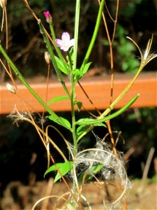 Vierkantiges Weidenröschen (Epilobium tetragonum) an der Freilichtbühne im Deutsch-Französischen Garten in Saarbrücken - die Bühne wird seit Jahren nicht mehr genutzt und findet sich im Zustand des Ve