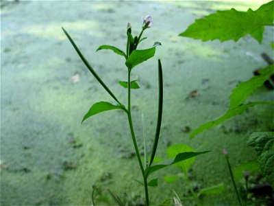 Vierkantiges Weidenröschen (Epilobium tetragonum) am Großen Weiher im Schwetzinger Schlossgarten