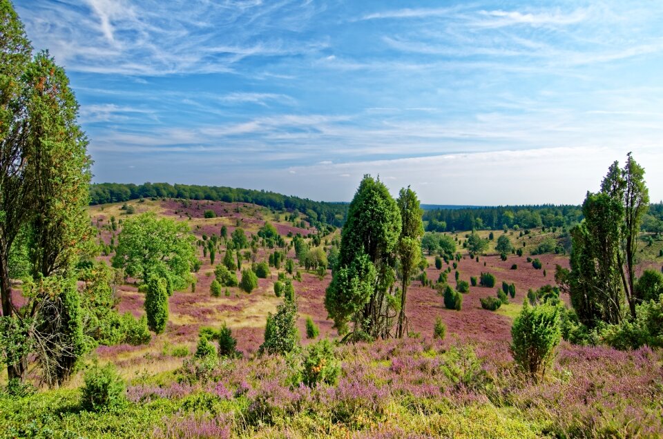 Heather nature reserve plant