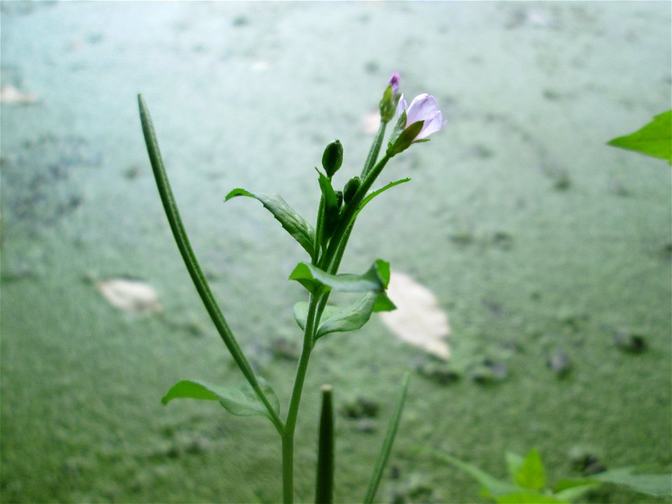 Vierkantiges Weidenröschen (Epilobium tetragonum) am Großen Weiher im Schwetzinger Schlossgarten