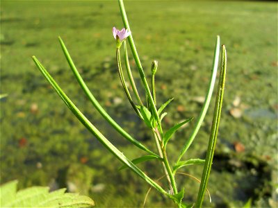 Vierkantiges Weidenröschen (Epilobium tetragonum) am Moscheeweiher im Schwetzinger Schlossgarten