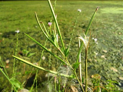 Vierkantiges Weidenröschen (Epilobium tetragonum) am Moscheeweiher im Schwetzinger Schlossgarten