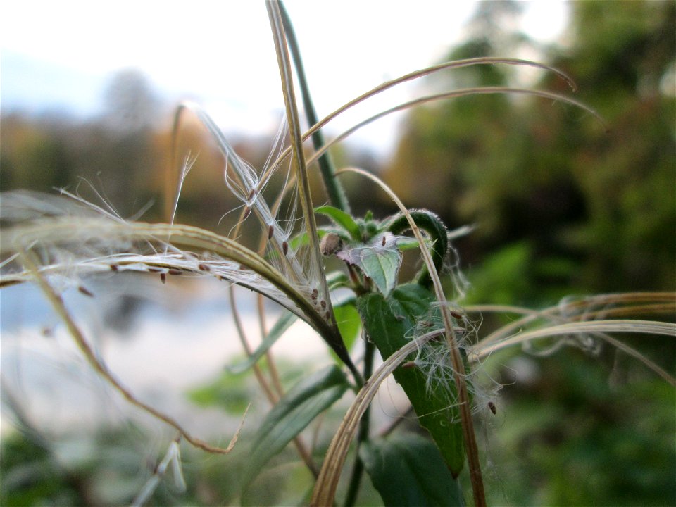Fruchtstand des Vierkantigen Weidenröschen (Epilobium tetragonum) am Großen Weiher im Schwetzinger Schlossgarten
