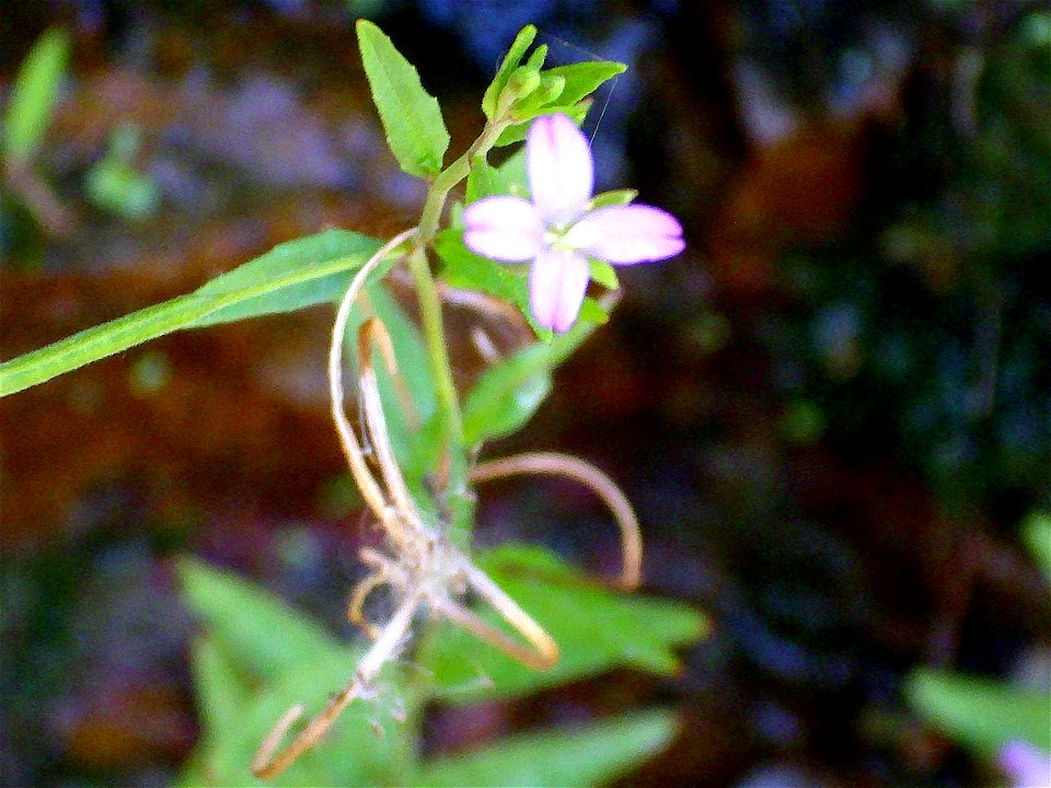 Epilobium tetragonum, flower, Sierra Madrona, Spain