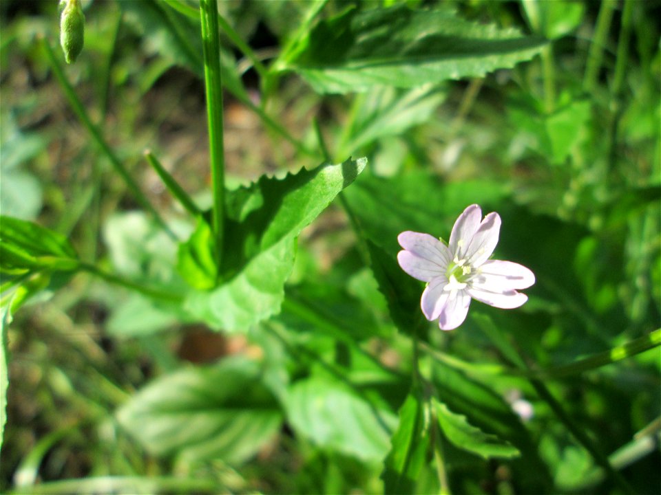 Berg-Weidenröschen (Epilobium montanum) am Rotenbühl in Saarbrücken
