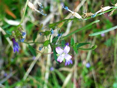 Epilobium tetragonum, flower close up, Sierra Madrona, Spain