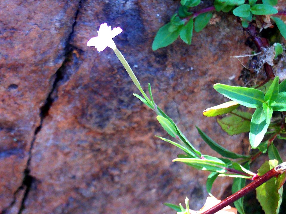 Epilobium tetragonum, flower, Sierra Madrona, Spain
