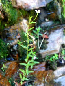 Epilobium tetragonum, habit, Sierra Madrona, Spain