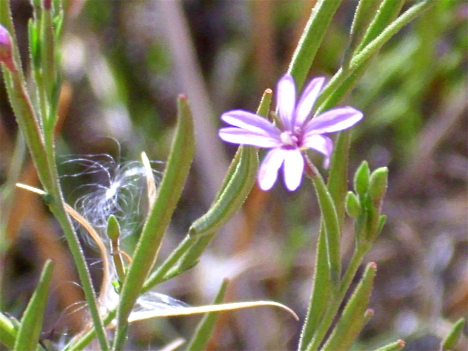 Epilobium tetragonum subsp. tetragonum flowers close up, Dehesa Boyal de Puertollano, Puertollano, Spain