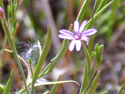 Epilobium tetragonum subsp. tetragonum flowers close up, Dehesa Boyal de Puertollano, Puertollano, Spain
