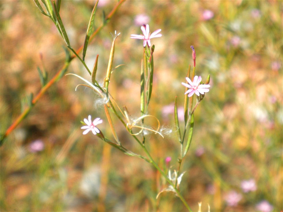 Epilobium tetragonum subsp. tetragonum flowers close up, Dehesa Boyal de Puertollano, Puertollano, Spain