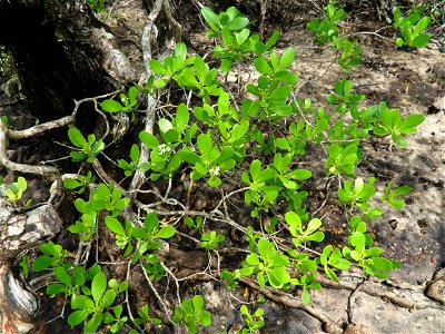 Lumnitzera racemosa (flowering) - Kung Krabaen, Chantaburi province, Thailand photo