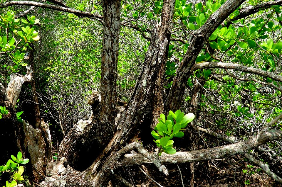 Lumnitzera racemosa - Kung Krabaen, Chantaburi province, Thailand
