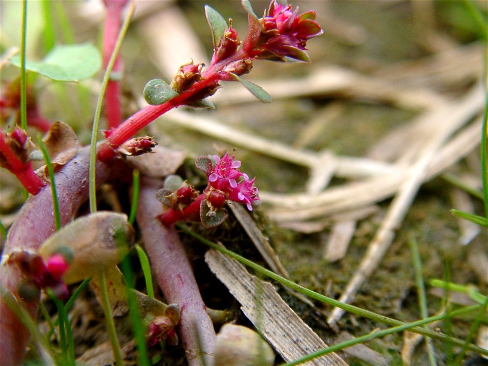 Rotala indica var. uliginosa  flower at Ooi-machi, Japan.
