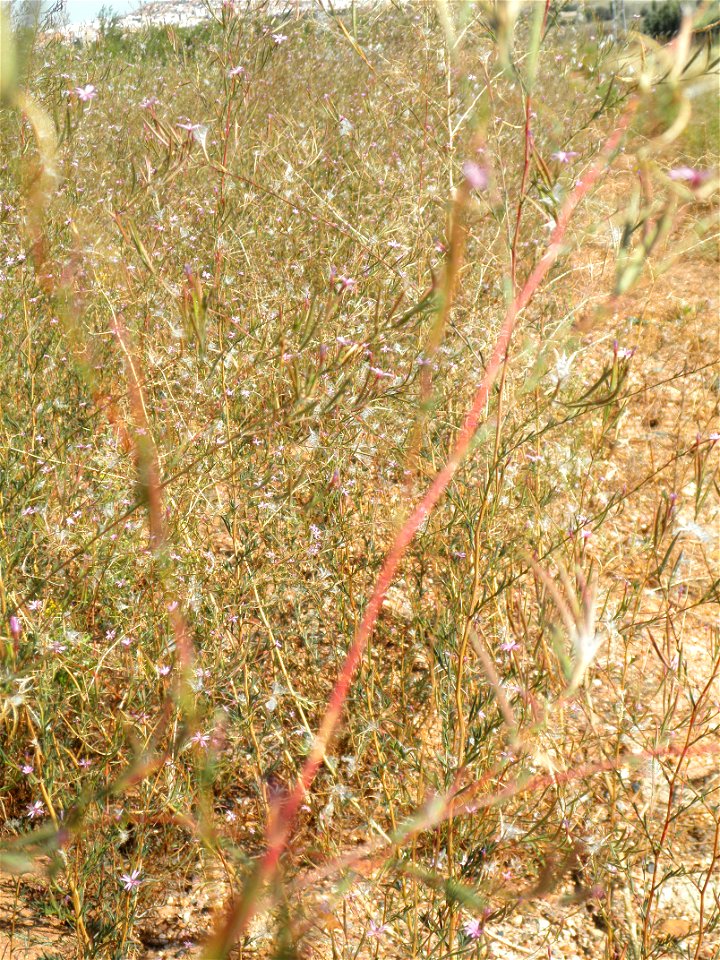 Epilobium tetragonum subsp. tetragonum habit, Dehesa Boyal de Puertollano, Puertollano, Spain