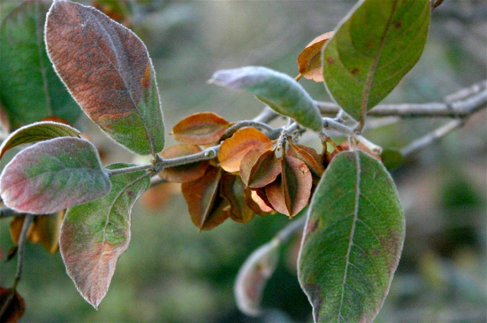 Fruit and foliage of a Velvet bushwillow, at Hamerkop Kloof, Magaliesberg, South Africa