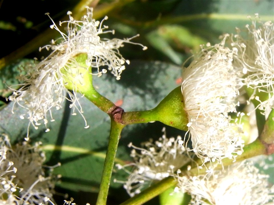 Eucalyptus acmenoides flowers, Eastwood, NSW, Australia