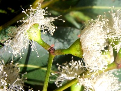 Eucalyptus acmenoides flowers, Eastwood, NSW, Australia photo