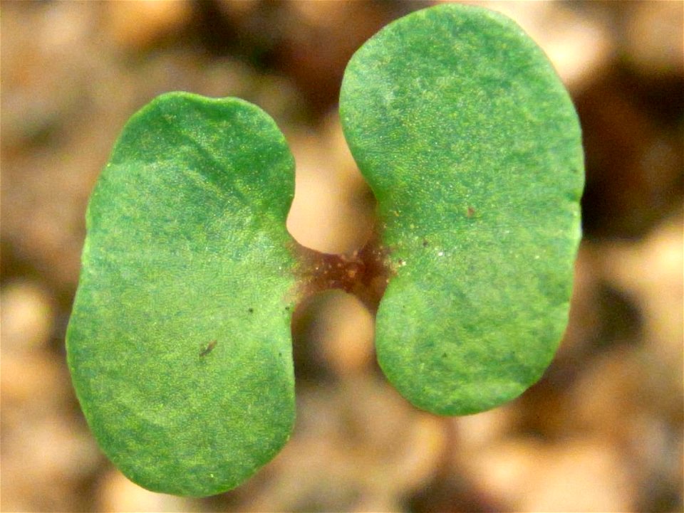 Eucalyptus seedling, the seeds given to me are apparently Eucalyptus acmenoides, from Eastwood NSW, Australia