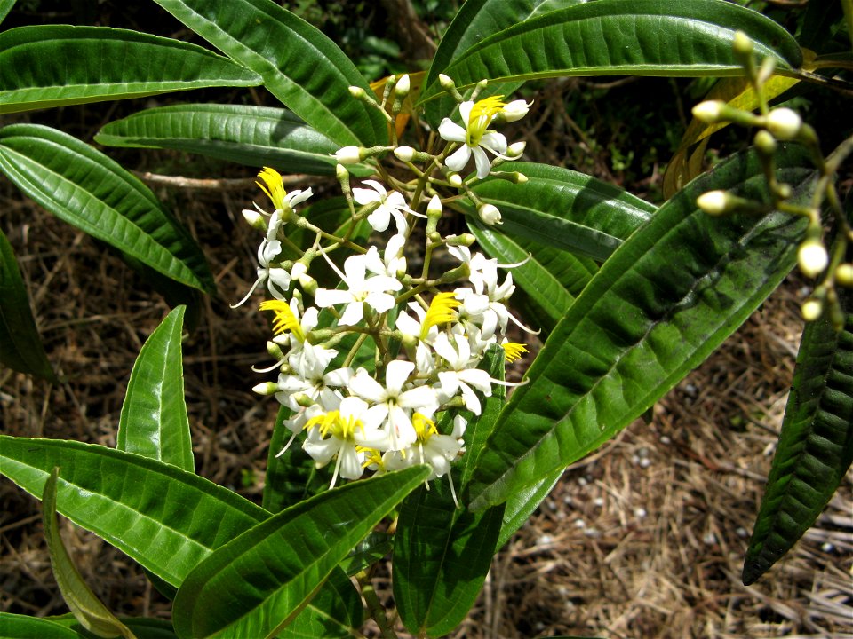 Photo of a flower stalk of tetrazygia bicolor