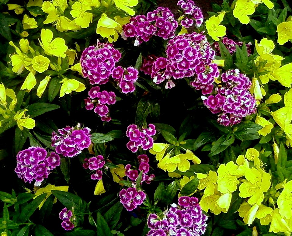Image title: Multicolor flowers turkish carnation flower
Image from Public domain images website, http://www.public-domain-image.com/full-image/flora-plants-public-domain-images-pictures/flowers-publi
