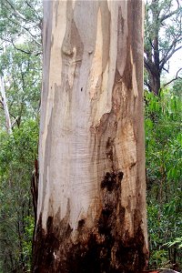 Eucalyptus cypellocarpa, near Hanging Mountain. South eastern New South Wales, Australia