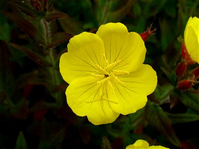 I am the originator of this photo. I hold the copyright. I release it to the public domain. This photo depicts a flower in the Oenothera genus.