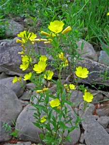 Oenothera fruticosa sandstone riverscour of Daddys Creek, Cumberland County, Tennessee. photo