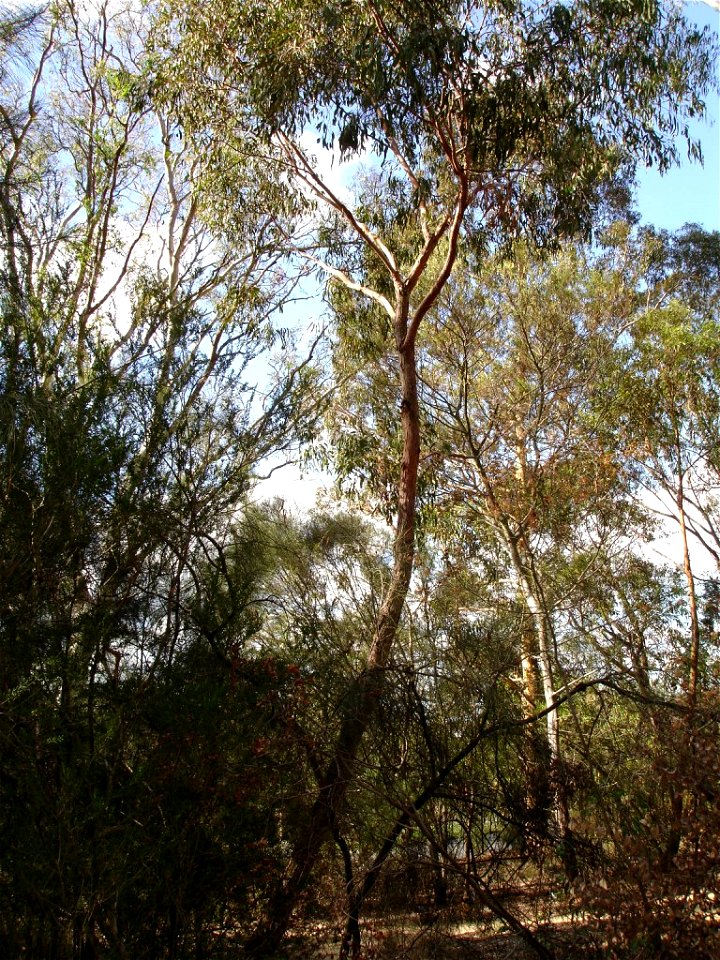 Photographed at Maranoa Gardens, Melbourne, Victoria, Australia by HelloMojo 08:39, 6 April 2007 (UTC)